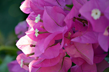  pink plants right on your shoulders