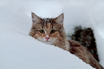 A funny looking norwegian forest cat female looking out from a high snowdrift
