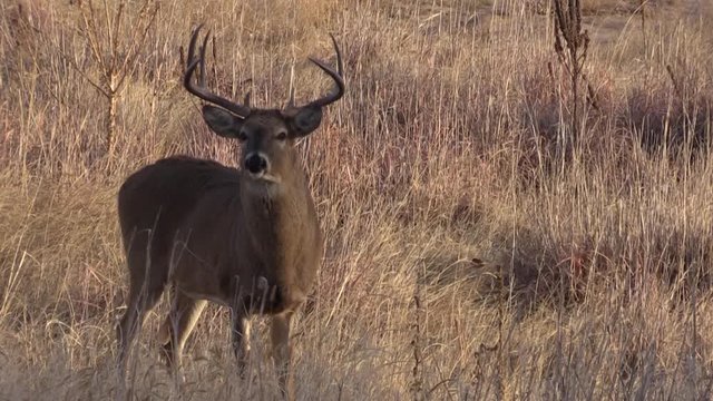 Whitetail Buck During the Fall Rut in Colorado