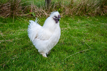 Japanese hen in the vicinity of the city of Penrith, United Kingdom