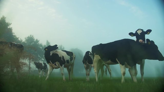 beautiful sunrise with morning dew and foggy meadow in the dutch coutryside with cows grazing. Nitrogen, environment.