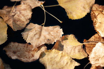 Leaves Floating On Black Water