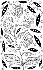 Sweet pea - flower illustration. Black and white ink floral drawing. Coloring book for adults. Line art. Vector artwork