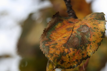 Dry leaf of apple tree on a branch in late autumn