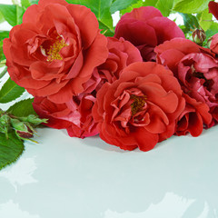 carlet roses lying on a white surface