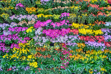 Beautiful texture of yellow, pink, red and purple flowers among green grass. Beautiful view of bright flowerbed. Summer top look of garden bed. Scenic colorful background with flowers.