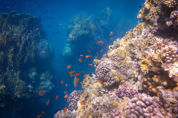 Naklejka na ściany i meble Underwater coral reef with plenty of tropical fish