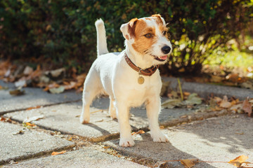 Portrait of trained Jack Russell puppy sitting in green park with piece of food on his nose waiting for command from owner. Cute small domestic dog, good friend for a family and kids.