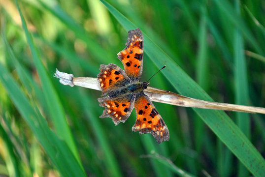 Aglais butterfly sitting on twig, soft blurry green background top view