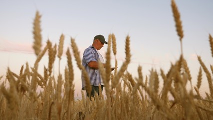 Naklejka na ściany i meble A businessman takes pictures of millet on a tablet and sends it to the manufacturer's website. An agronomist or farmer works in a field checking wheat grain for quality. Harvesting cereals.
