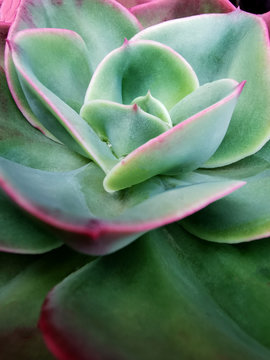 elegant succulent close up at garden