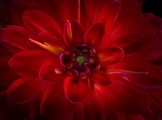 Red flower #23120