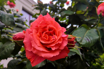 Red rose flower blooming in roses garden on background red roses flowers.