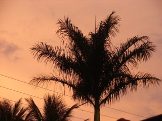 palm tree at sunset