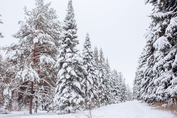 winter pine forest. Winter landscape with snowy trees. Winter background.
