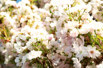 Obraz na płótnie Canvas Blossoming cherry tree, closeup