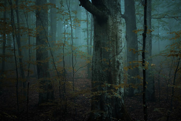 Foggy scary morning in the forest during a rainy day