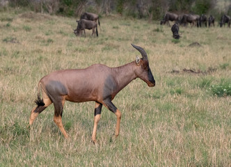 Topi and wliderbeest