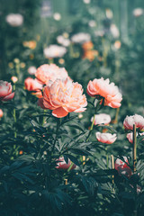 Pink peonies in the sunlight  © uliab