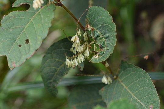 Japanese Knotweed Fruits / Japanese Knotweed (Fallopia Japonica) Young Leaves Are Wild Vegetables And Roots Are Herbal Medicine.