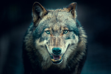 Scary dark gray wolf (Canis lupus) - obrazy, fototapety, plakaty