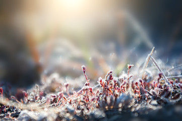 Hoarfrost on the plants in early morning. Macro image, shallow depth of field. Beautiful winter nature background.