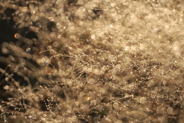 Morning dew on dry grass at the natural morning sunlight. Autumn grass background with blurred bokeh lights effect