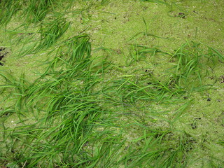 Fototapeta na wymiar pond covered with green duckweed and grass