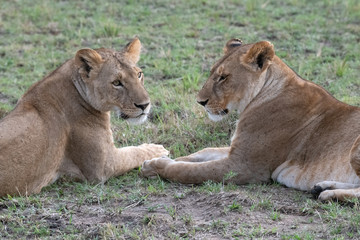 Obraz na płótnie Canvas pair of lionesses