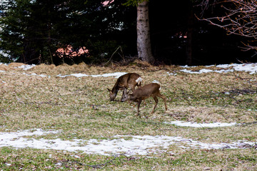 deer in the forest