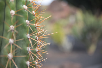 cactus plant seen very close