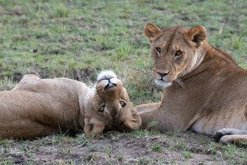 Fototapeta na wymiar Pair of lionesses 