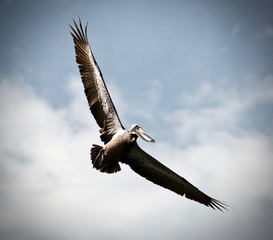 Pelican in Flight