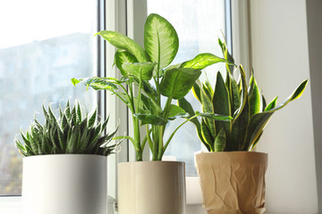 Different potted plants near window at home