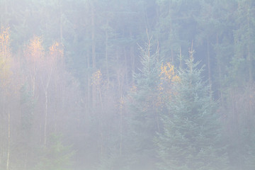 dense fog over autumn forest