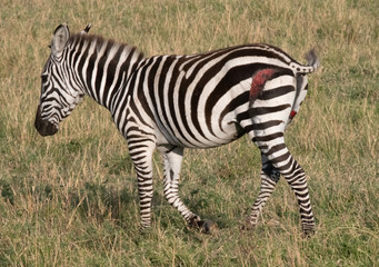 Fototapeta na wymiar Wounded Zebra