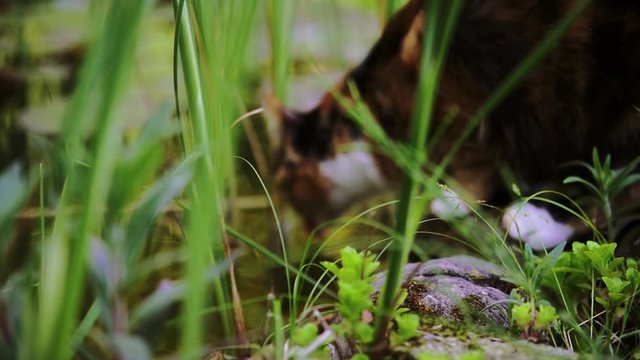 Cat drinking in slow motion