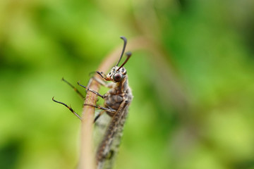 Insekt - Ameisenjungfer