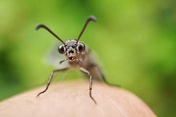 Fototapeta na wymiar Insekt - Ameisenjungfer