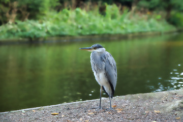 Birl in calm next to the river