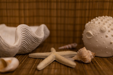 Seashells and starfish on a wooden background