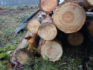 pile of wood logs