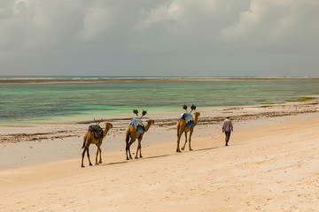 Diani, Mombasa, Kenya, Afrika oktober 13, 2019 An African camel driver leads a small caravan against the background of palm trees along the ocean.
