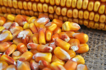 Dry corn grain close up