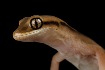 Giant stone gecko (diplodactylus granariensis rex)