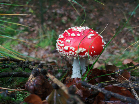 young fly agaric