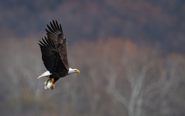 Bald Eagle Fishing