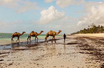 Diani, Mombasa, Kenya, Afrika oktober 13, 2019 .a drover washes three camels in the ocean against a...