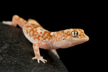 Gibber Gecko (Lucasium byrnei)