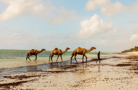 Diani, Mombasa, Kenya, Afrika oktober 13, 2019 .a drover washes three camels in the ocean against a cloudy sky. Water and horizon on a sunny day in Africa